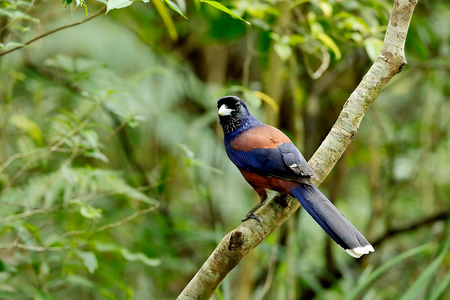 野鳥撮影に適した三脚選び｜戸塚学