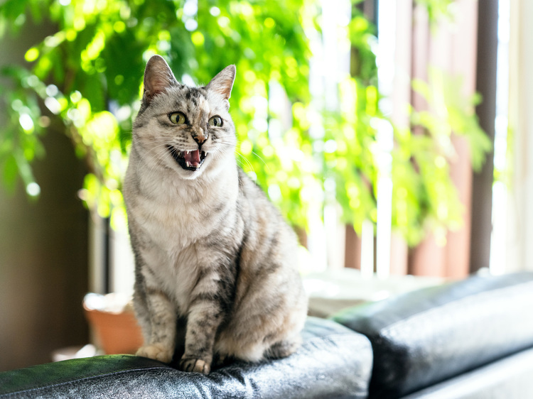 003_シグマ 28-70mm F28 DG DN Contemporaryで撮影した作例.jpg