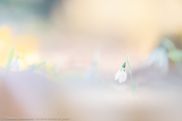 春の花の撮り方 × 北村佑介