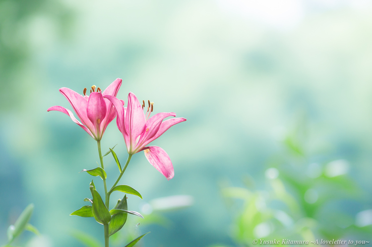 01_ユリの写真y.jpg