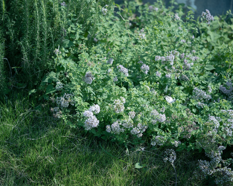 02_シグマ65mm F2 DG DN Contemporaryでの作例.jpg