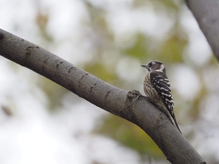 はじめての野鳥撮影方法とコツ・テクニック作例3