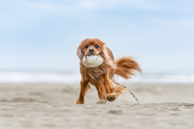 05_貝殻を咥えて走る犬の作例.jpg