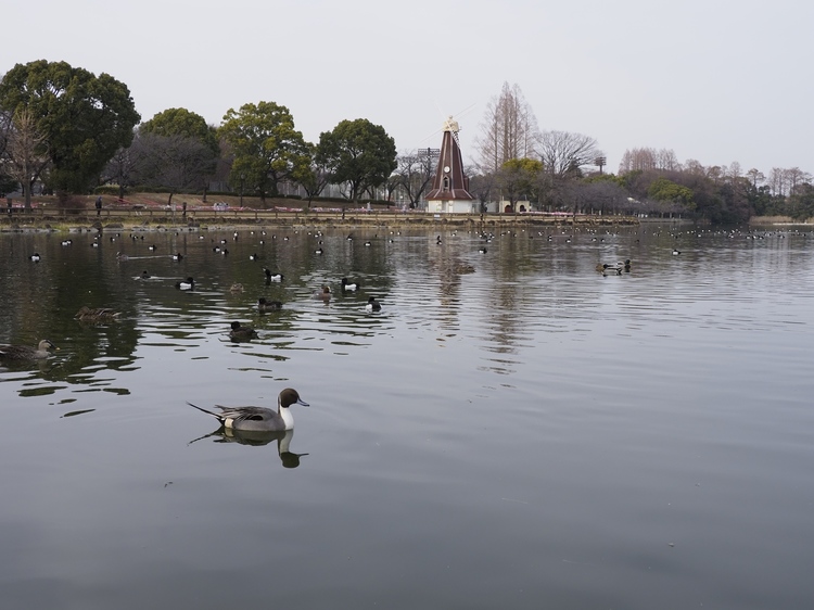 はじめての野鳥撮影方法とコツ・テクニック作例5