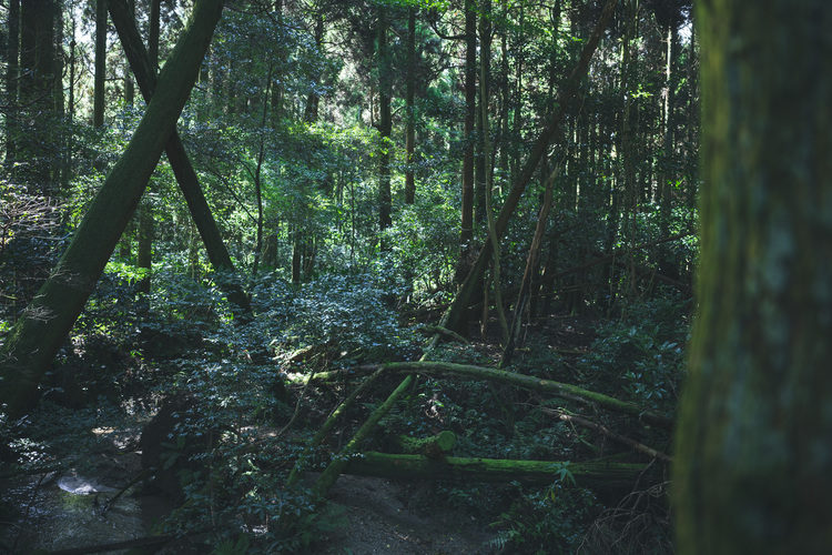 10_シグマ24mm F3.5 DG DN Contemporaryでの作例.jpg