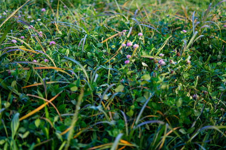 11_シグマ 28-70mm F28 DG DN Contemporaryで撮影した作例.jpg