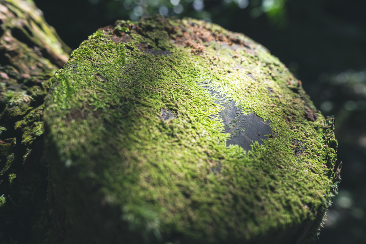 11_シグマ24mm F3.5 DG DN Contemporaryでの作例.jpg