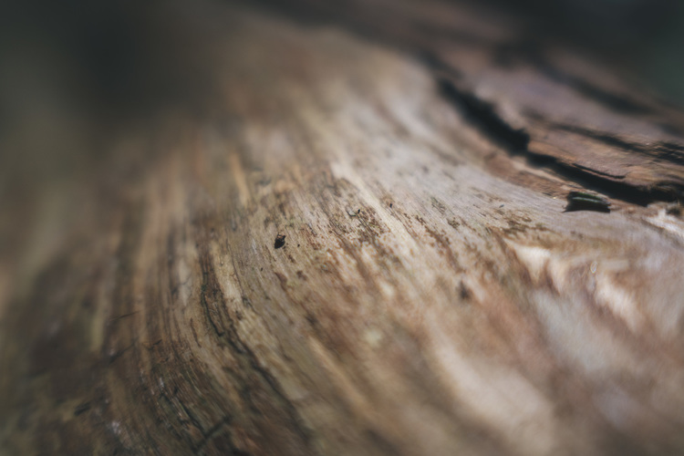 12_シグマ24mm F3.5 DG DN Contemporaryでの作例.jpg
