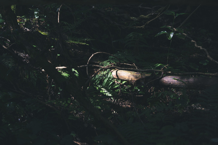 13_シグマ65mm F2 DG DN Contemporaryでの作例.jpg