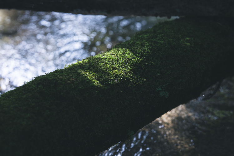 14_シグマ65mm F2 DG DN Contemporaryでの作例.jpg