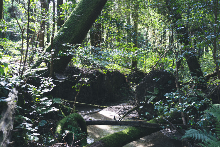 16_シグマ35mm F2 DG DN Contemporaryでの作例.jpg