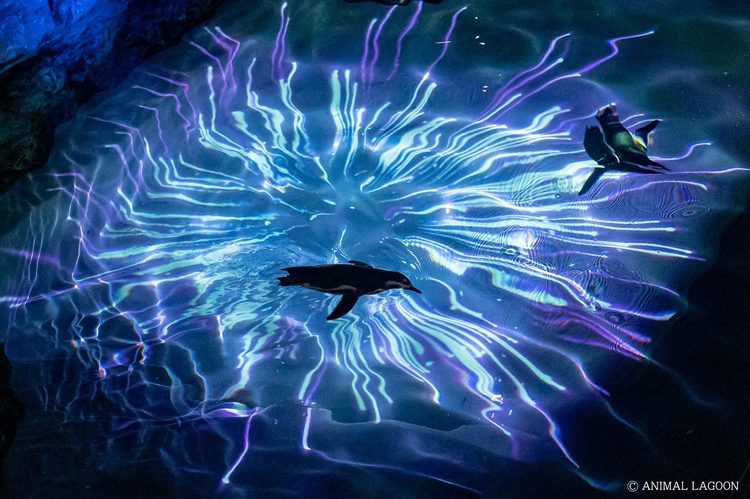 ナイトズー&夜の水族館写真の楽しみ方