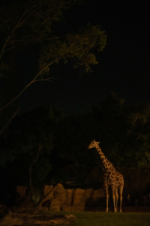 ナイトズー&夜の水族館写真の楽しみ方3