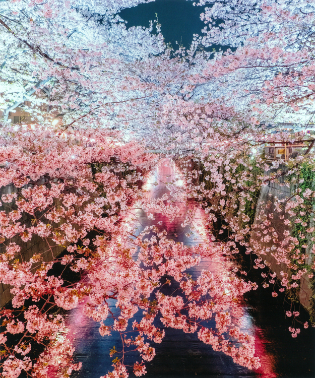 きらめく夜桜.jpg