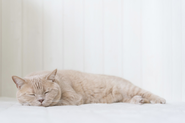 猫の写真_6.jpg