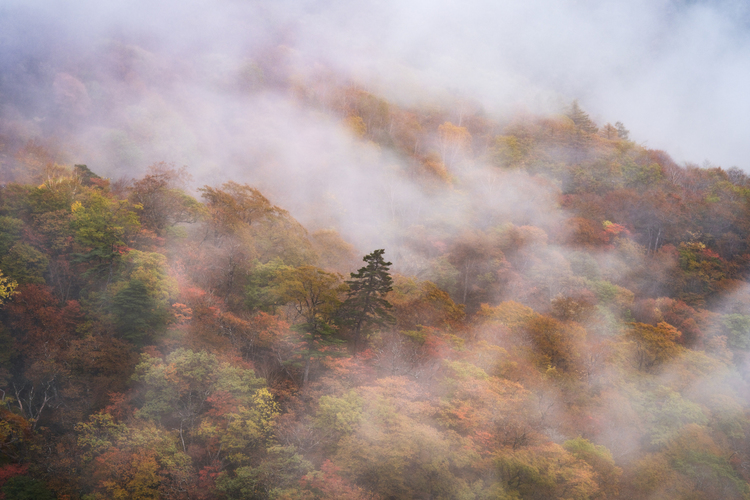 菴應セ・DSCF2556-Edit.jpg