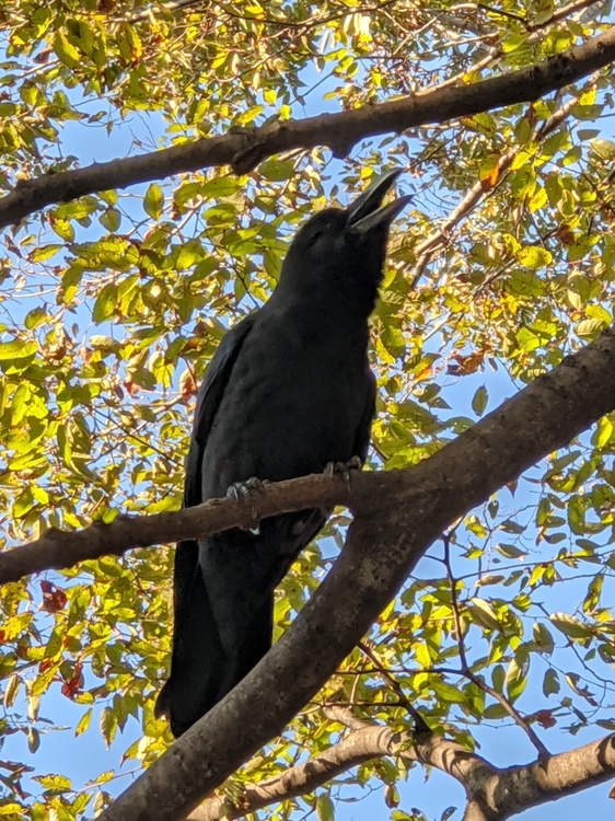 木にとまるカラスの画像.jpg