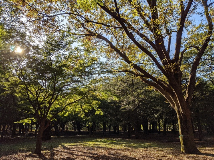 紅葉が近づく都市公園の画像.jpg