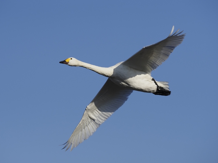 オリンパス OM-D E-M1 Mark III レビュー｜野鳥撮影に最適な機能が満載！