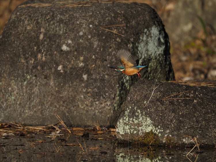 OM-D E-M1 Mark IIIレビュー作例カワセミ連射2.jpg
