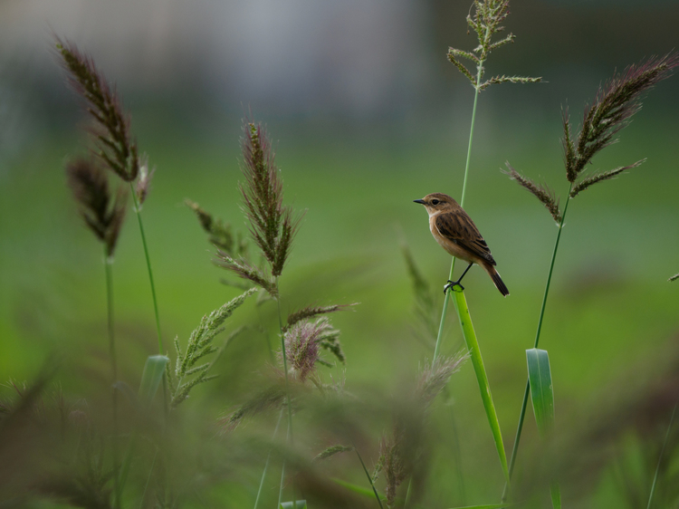 OM-D E-M1 Mark IIIレビュー作例ノビタキ.jpg