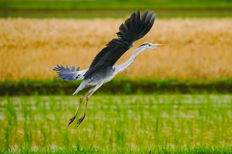 TAMRON 150-500F5-6.7DiⅢ VC VXD002.jpg