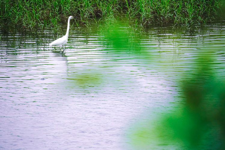 TAMRON 150-500F5-6.7DiⅢ VC VXDの作例010.jpg