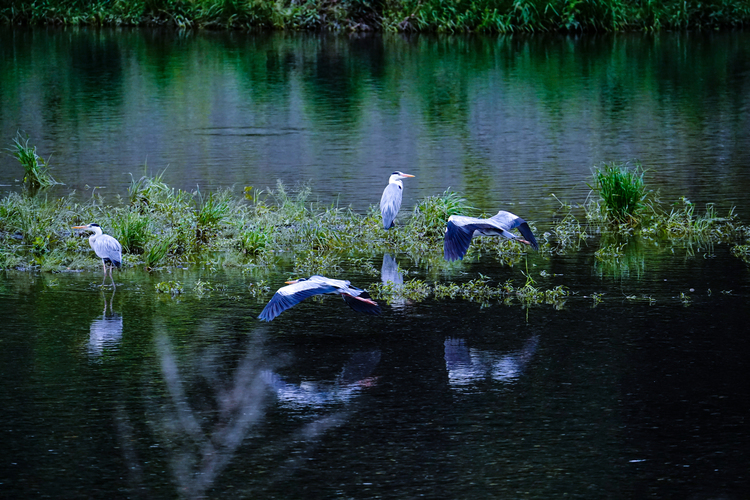TAMRON 150-500F5-6.7DiⅢ VC VXDの作例017.jpg