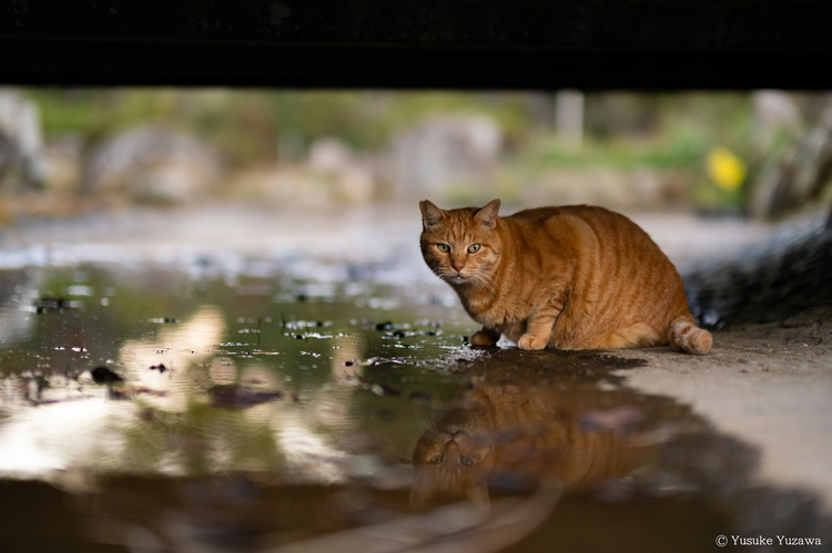 XF50mmF1.0 R WRレビュー10.jpg