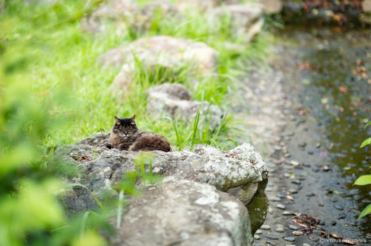XF50mmF1.0 R WRレビュー4.jpg