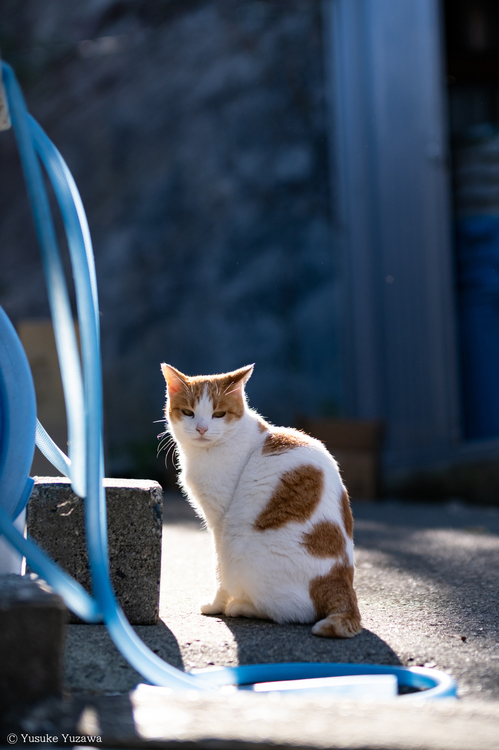XF50mmF1.0 R WRレビュー6.jpg