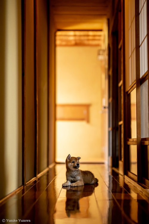 XF50mmF1.0 R WRレビュー8.jpg