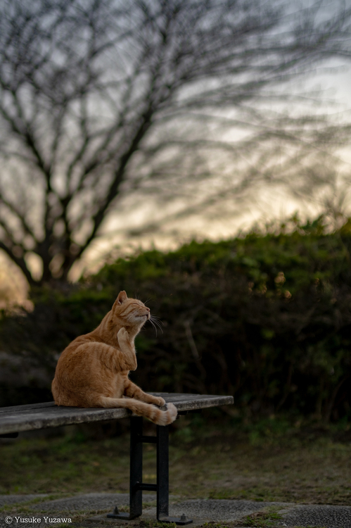 XF50mmF1.0 R WRレビュー9.jpg