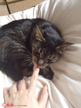 猫それぞれ