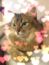 キラキラした光点ボケでかわいい写真に！