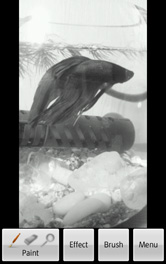 写真を選ぶとモノクロで表示されます